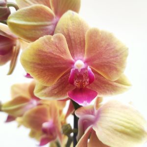 Phalaenopsis V.12