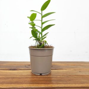 Epidendrum Sem Flor V.12