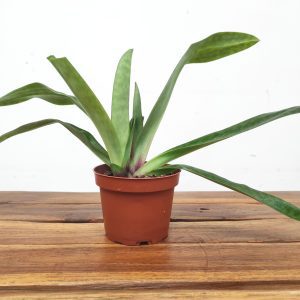 Paphiopedilum Sem Flor V.10