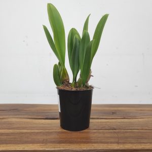 Bulbophyllum Rosthschildiana - Sem Flor