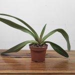 Paphiopedilum Sem Flor V.11