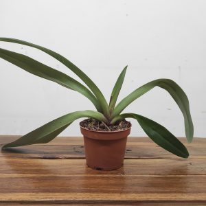 Paphiopedilum Sem Flor V.11