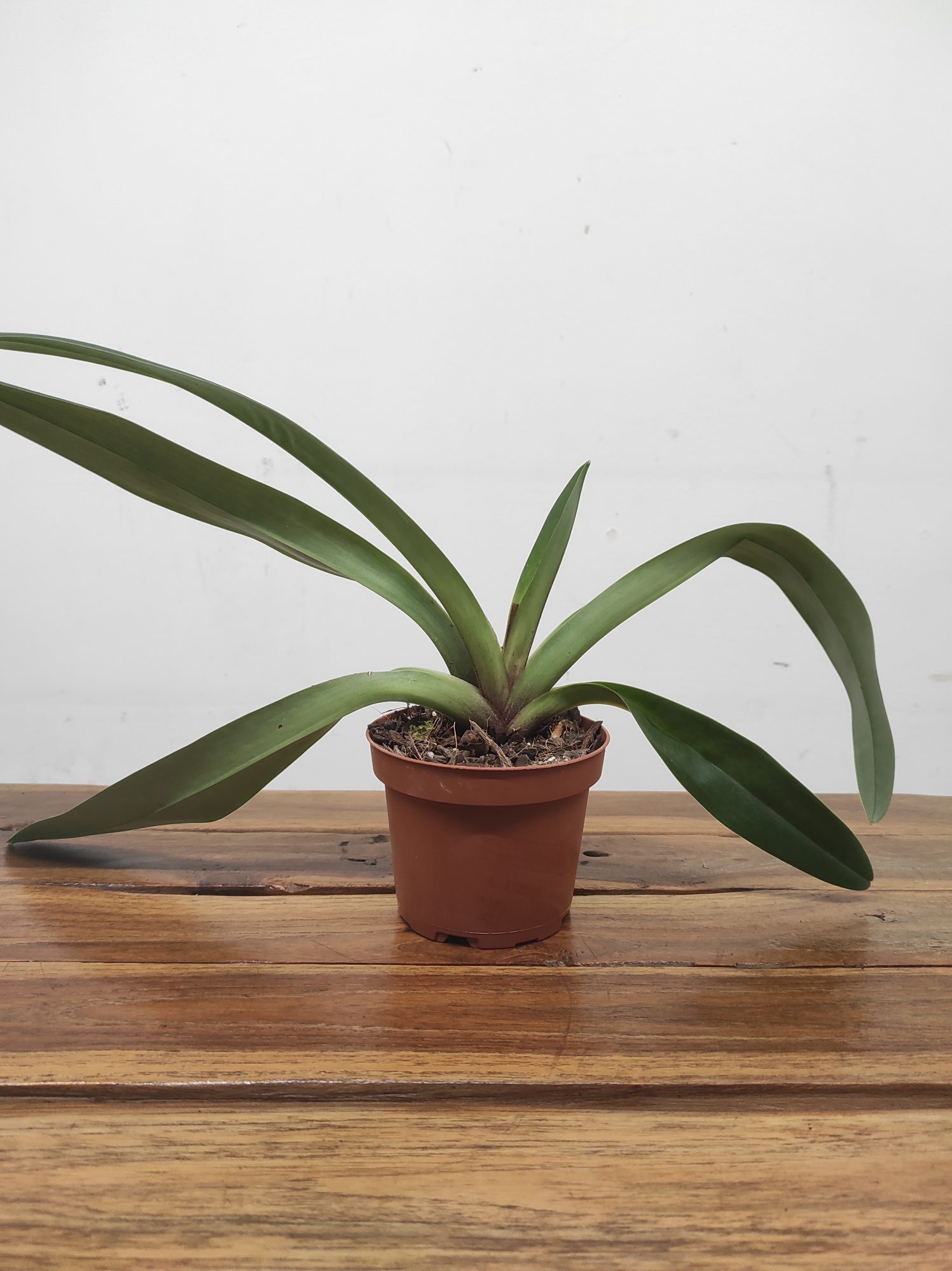 Paphiopedilum Sem Flor V.11