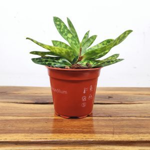 Paphiopedilum Sem Flor V.12