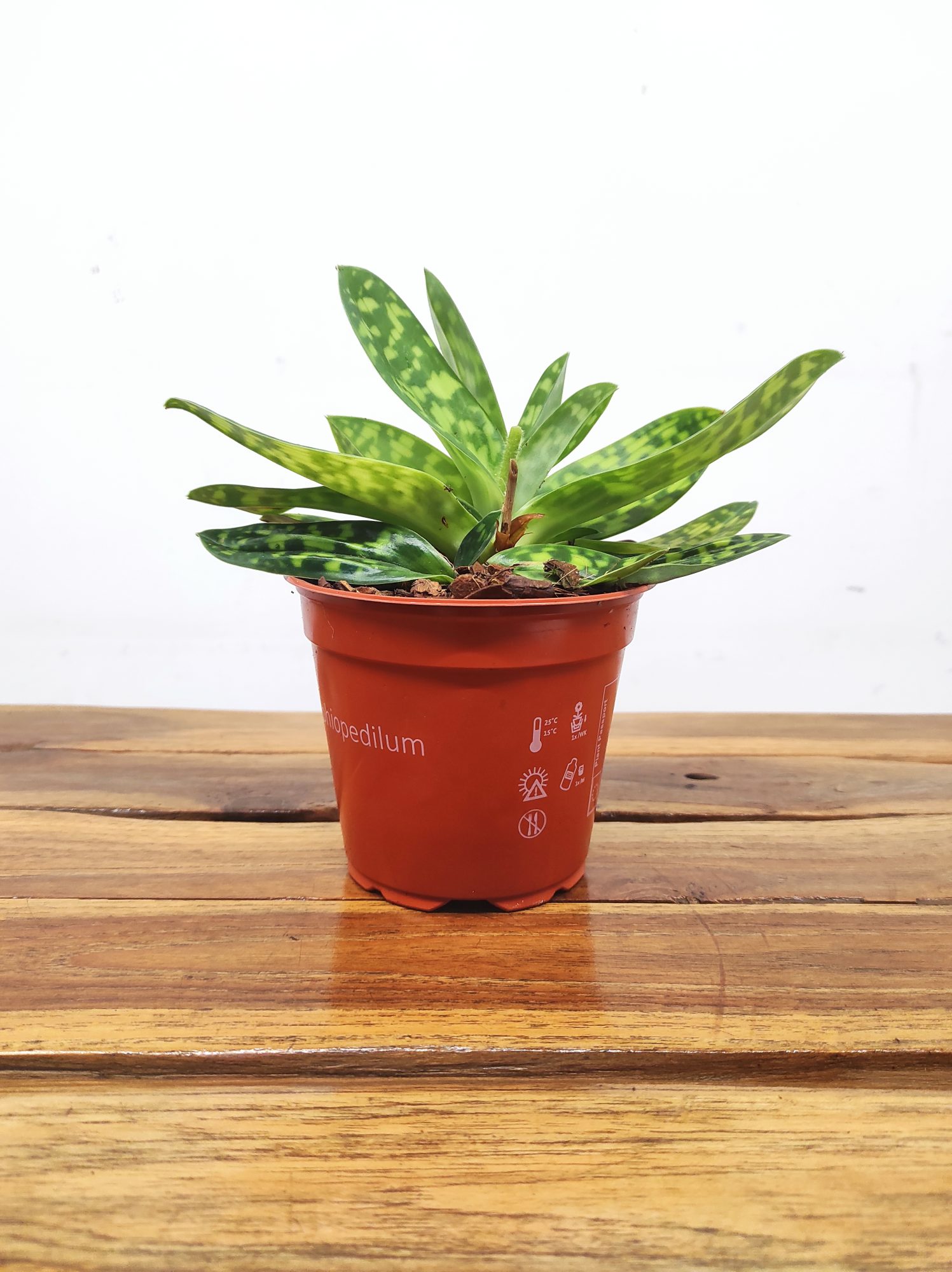 Paphiopedilum Sem Flor V.12