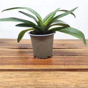 Paphiopedilum Sem Flor V.9