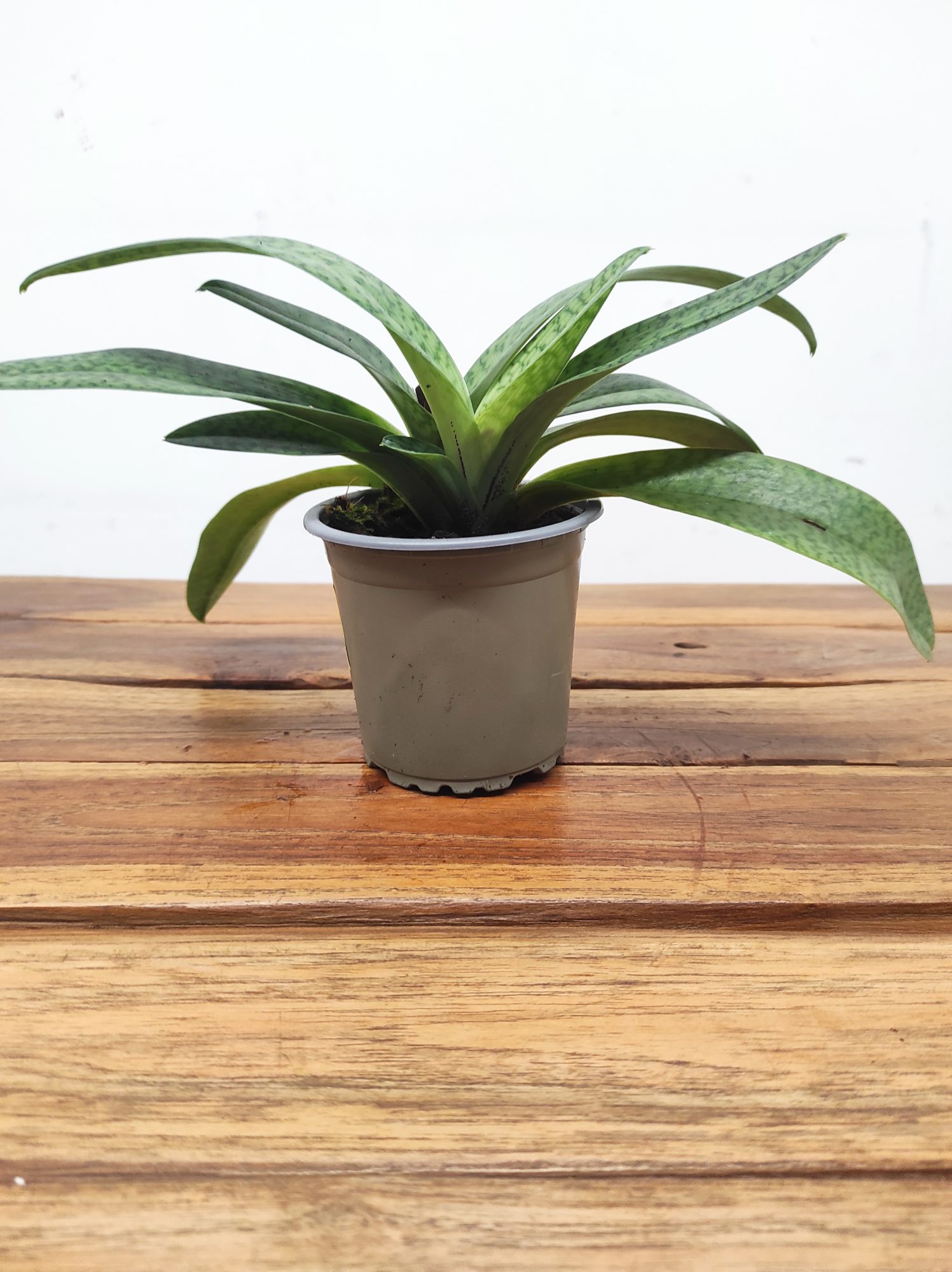 Paphiopedilum Sem Flor V.9