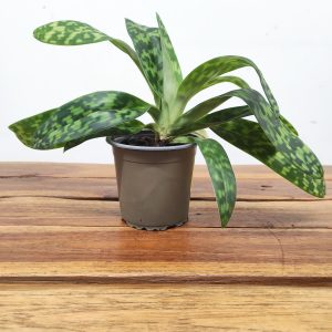 Paphiopedilum Sem Flor V.9