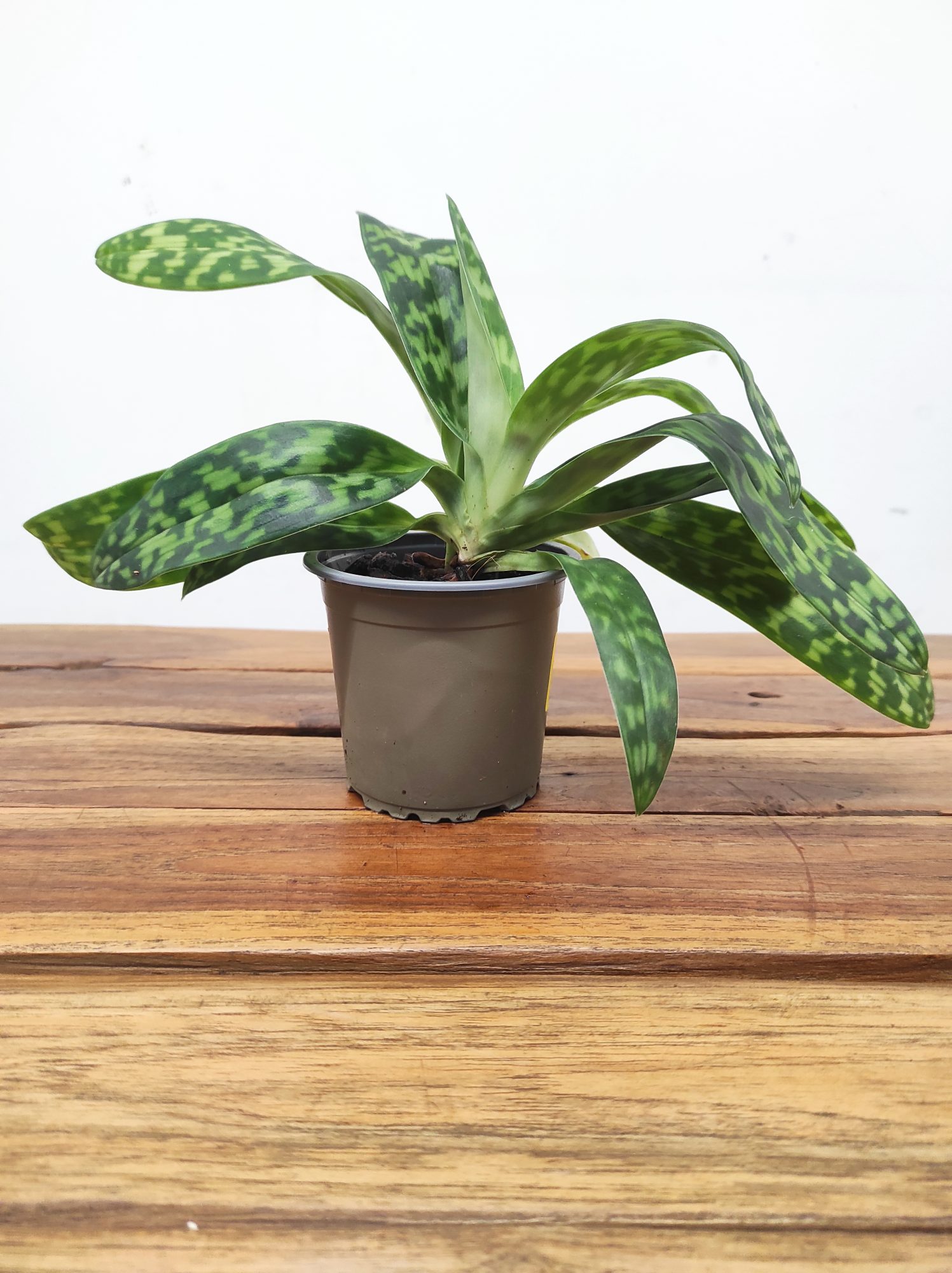 Paphiopedilum Sem Flor V.9