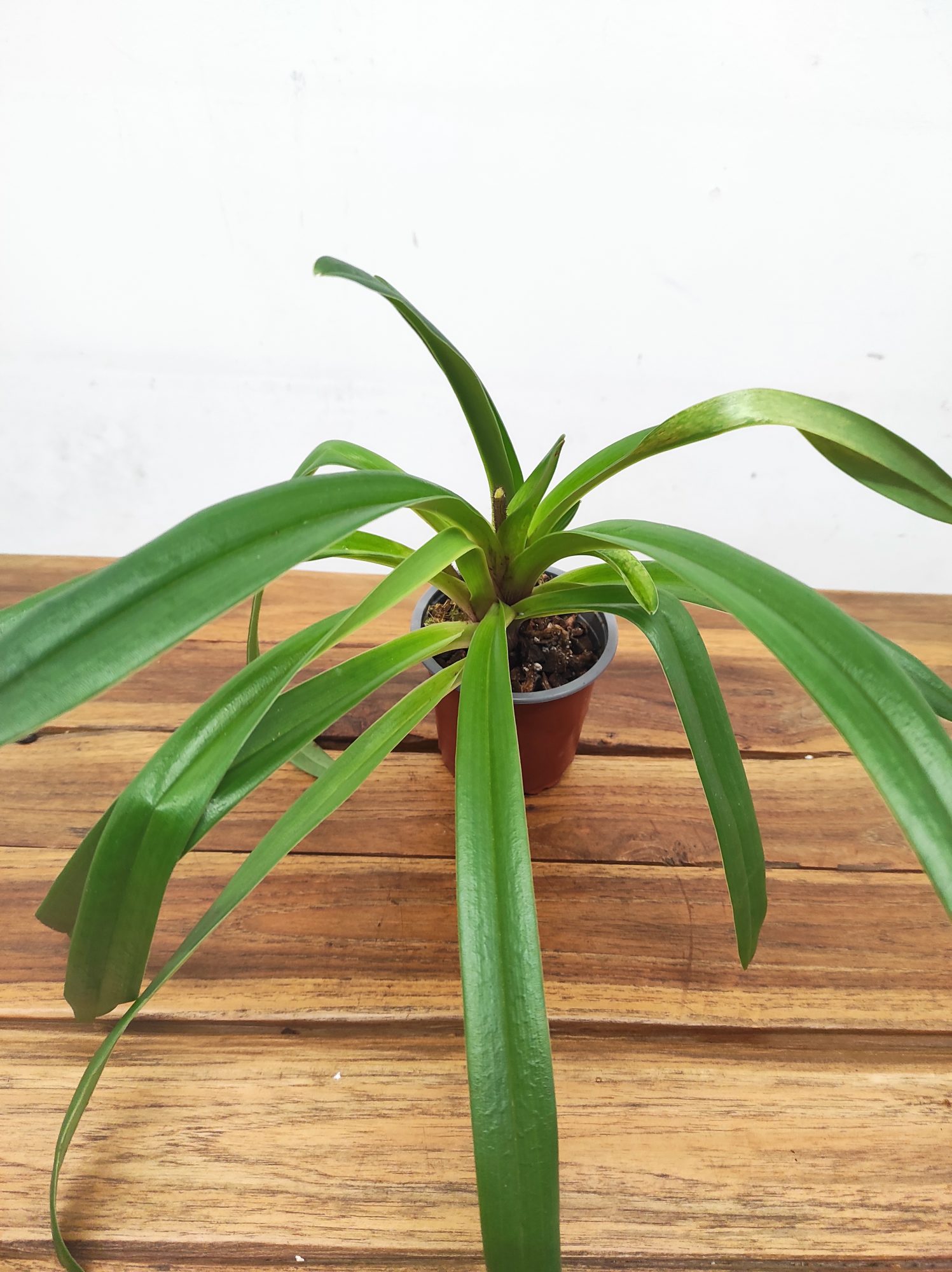 Paphiopedilum Sem Flor V.9 - Image 2