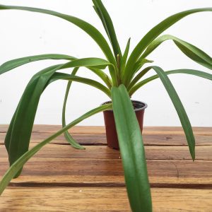 Paphiopedilum Sem Flor V.9