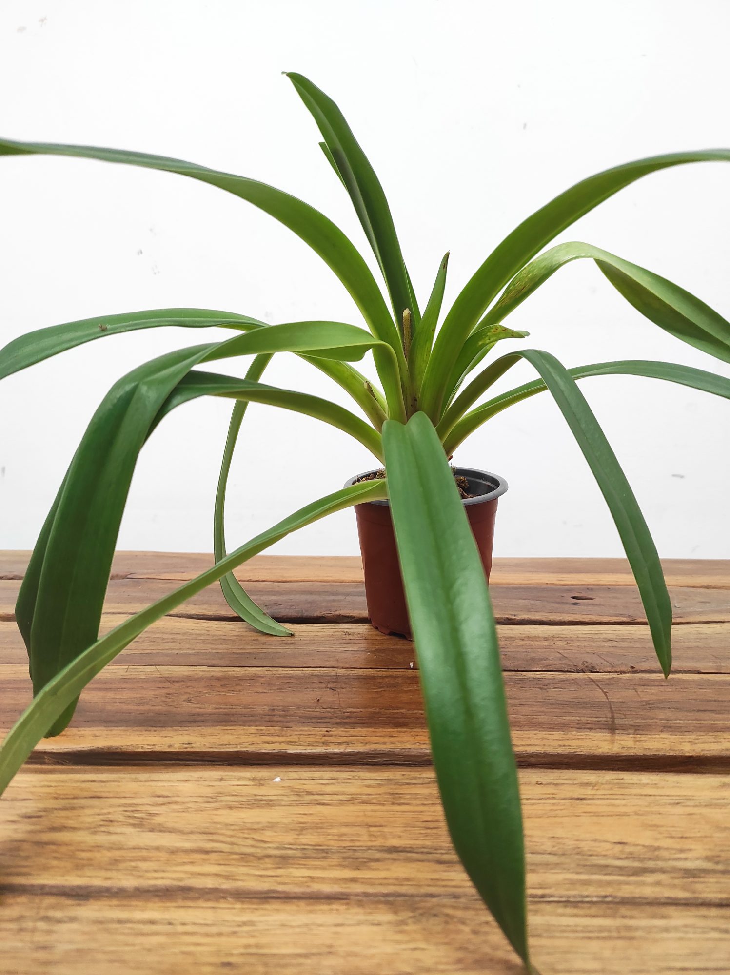 Paphiopedilum Sem Flor V.9