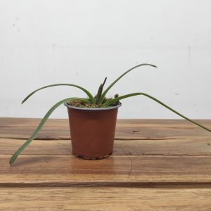 Paphiopedilum Sem Flor V.9