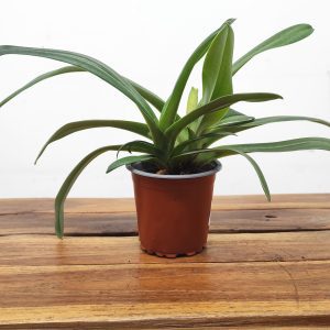 Paphiopedilum Sem Flor V.9