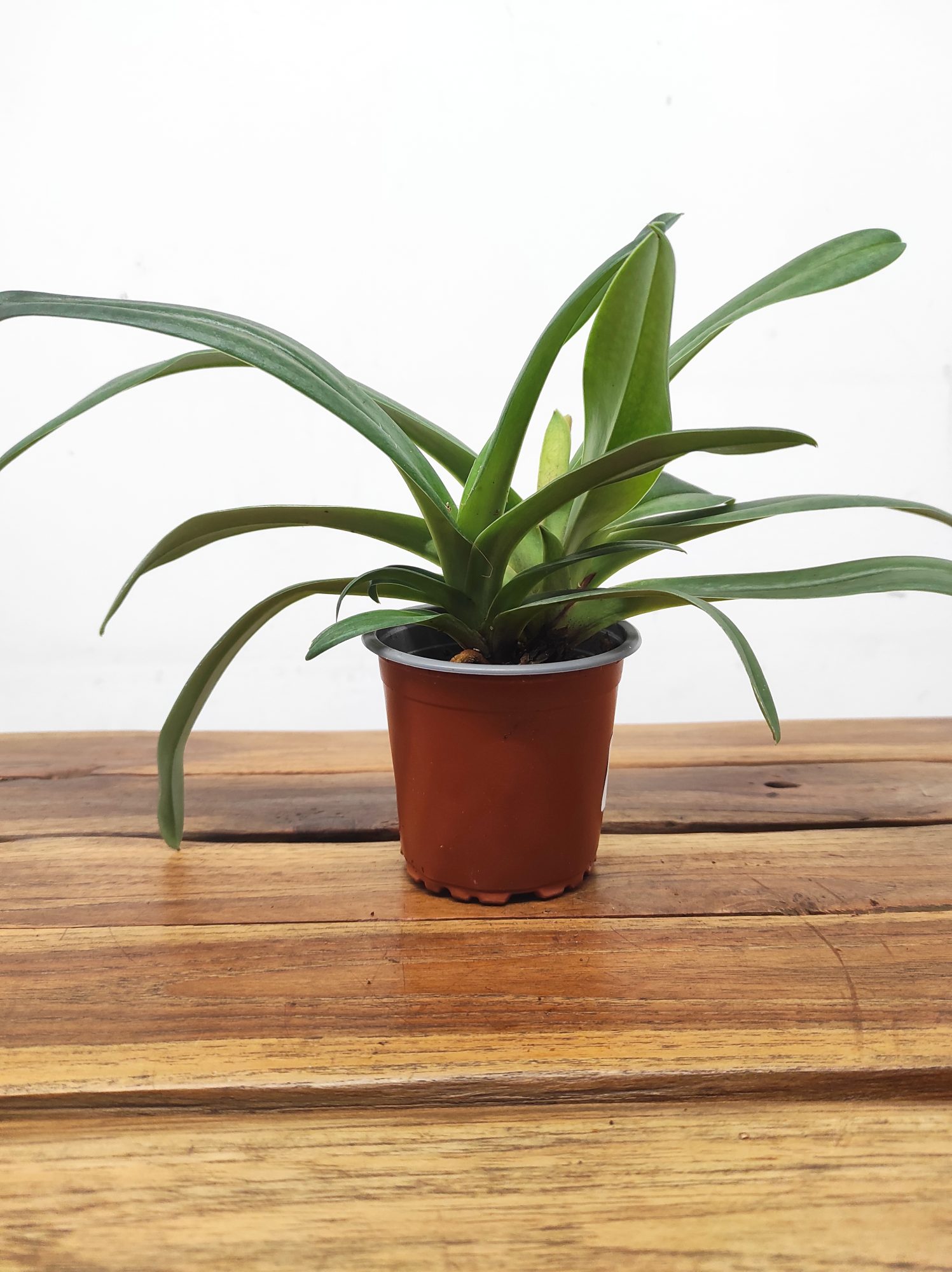 Paphiopedilum Sem Flor V.9