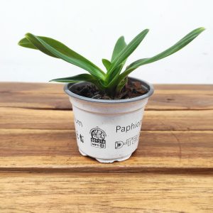 Paphiopedilum Sem Flor V.9