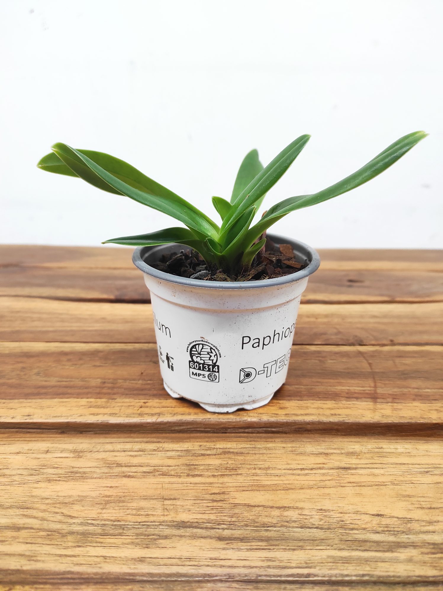 Paphiopedilum Sem Flor V.9