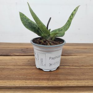 Paphiopedilum Sem Flor V.9