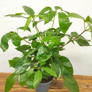 Schefflera Actinophylla