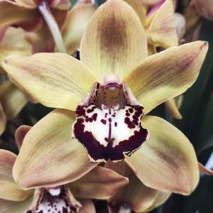 Cymbidium Especial - Flor Grande (12 cm)