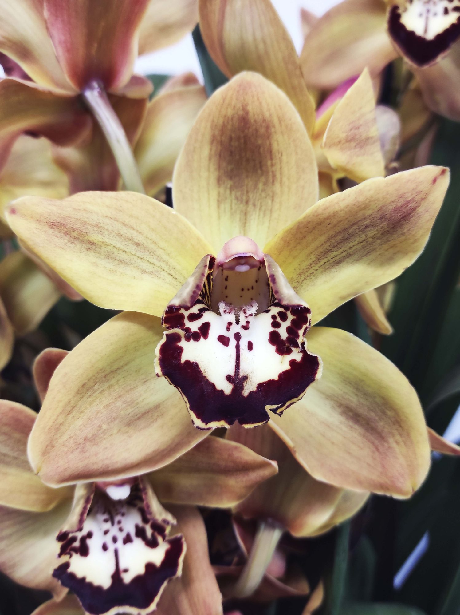 Cymbidium Especial - Flor Grande (12 cm)
