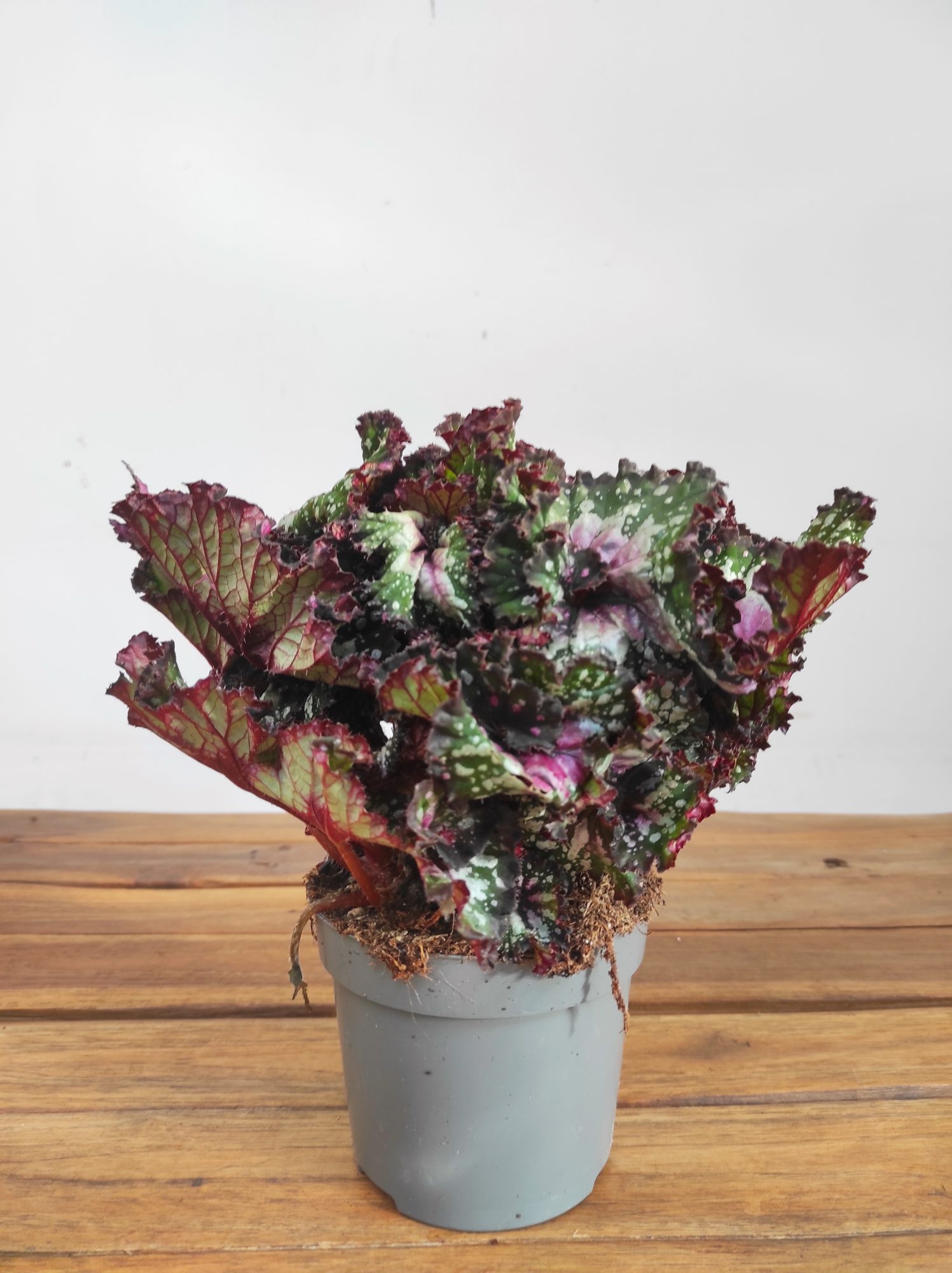 Begonia Rex - Image 2