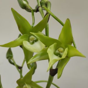 Angraecum Veitchii