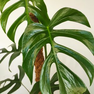 Monstera Deliciosa Var. Sierrana