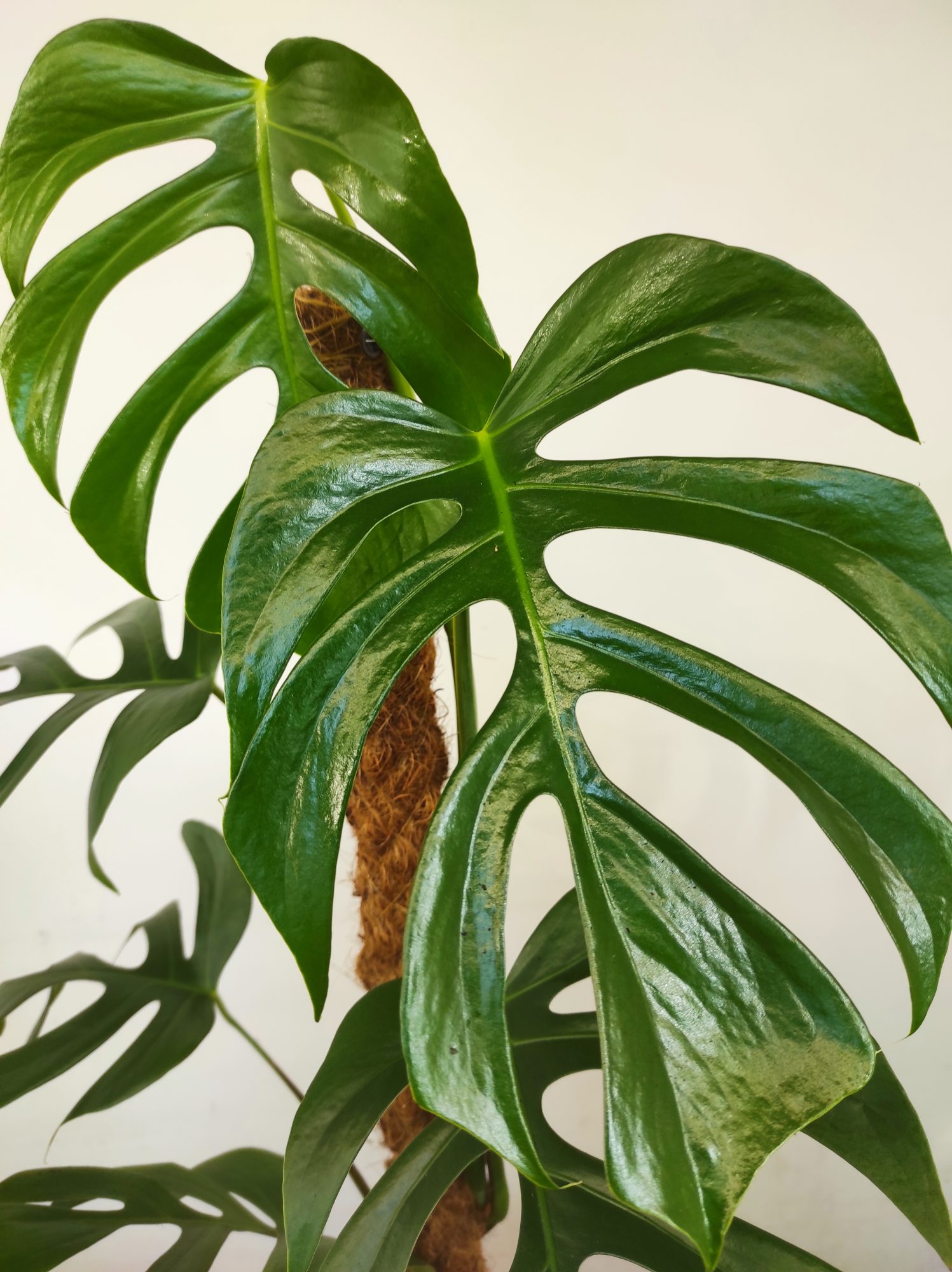 Monstera Deliciosa Var. Sierrana