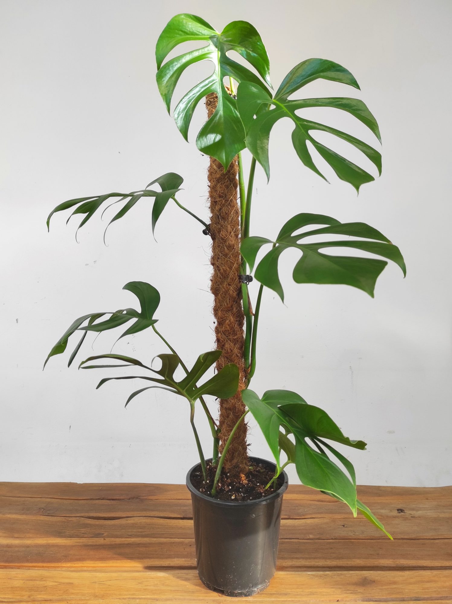 Monstera Deliciosa Var. Sierrana - Image 2