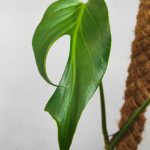 Monstera 'Burle Marx Flame'