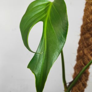 Monstera 'Burle Marx Flame'