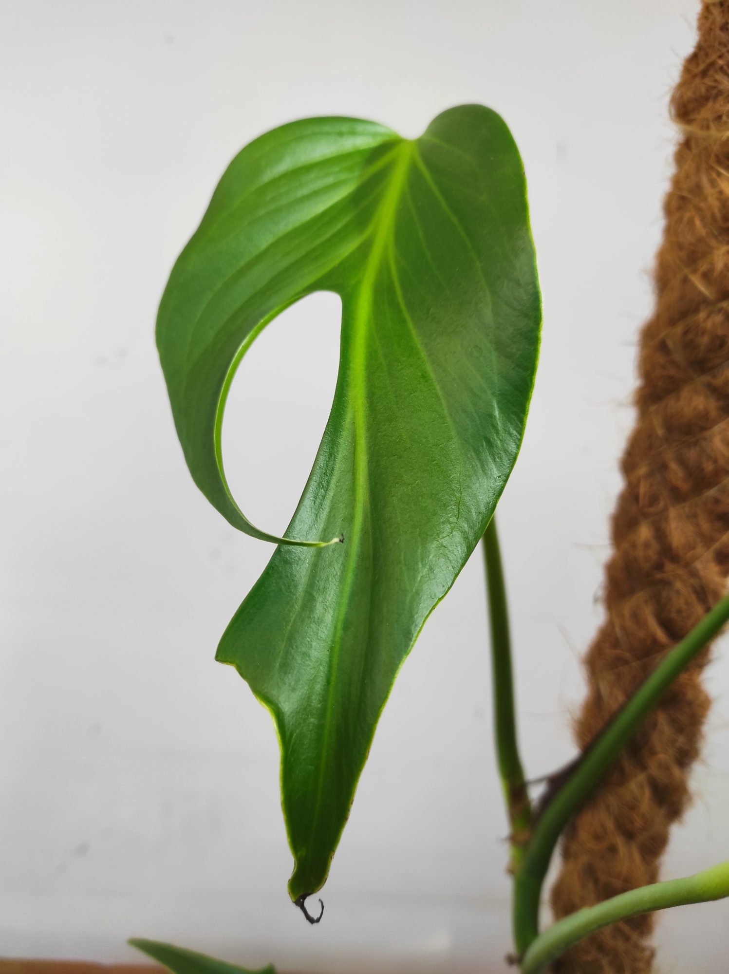 Monstera 'Burle Marx Flame'
