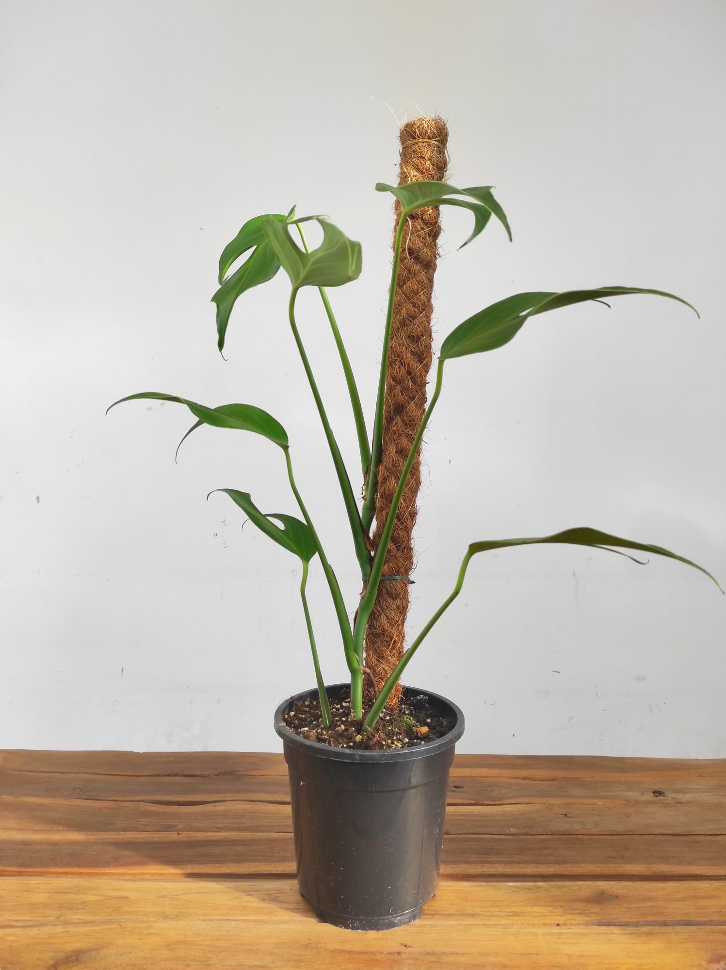 Monstera 'Burle Marx Flame' - Image 2