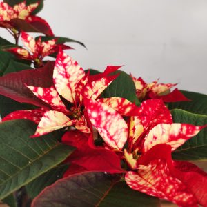 Euphorbia pulc. 'Fantasy Star' - V.19