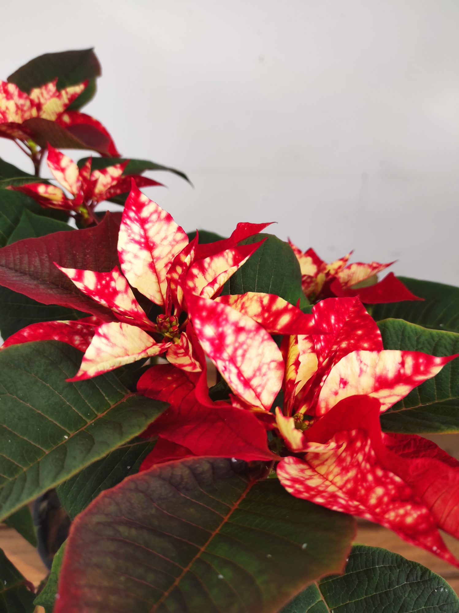 Euphorbia pulc. 'Fantasy Star' - V.19