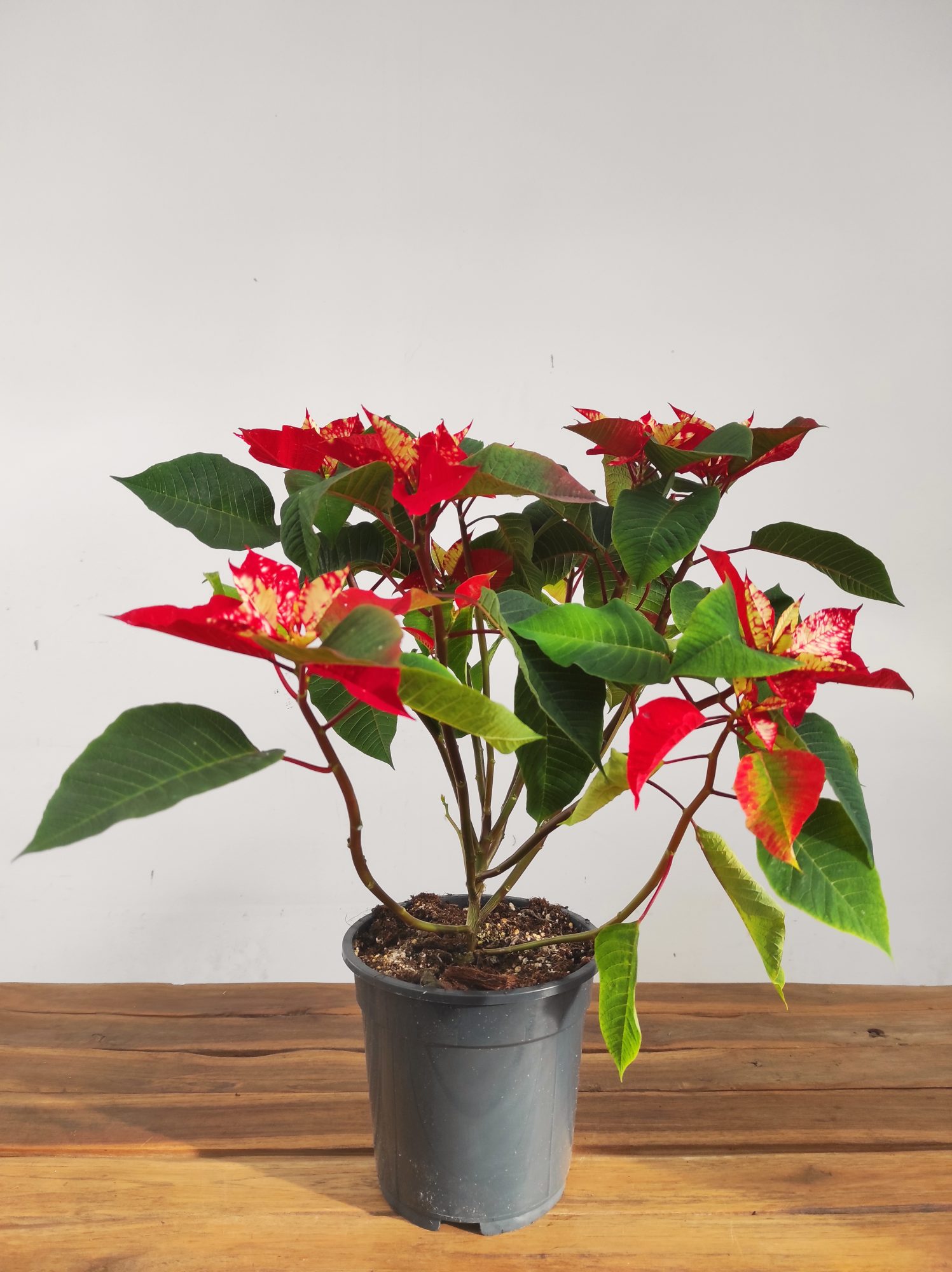 Euphorbia pulc. 'Fantasy Star' - V.19 - Image 2