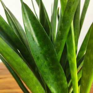 Sansevieria Kirkii 'Friends'