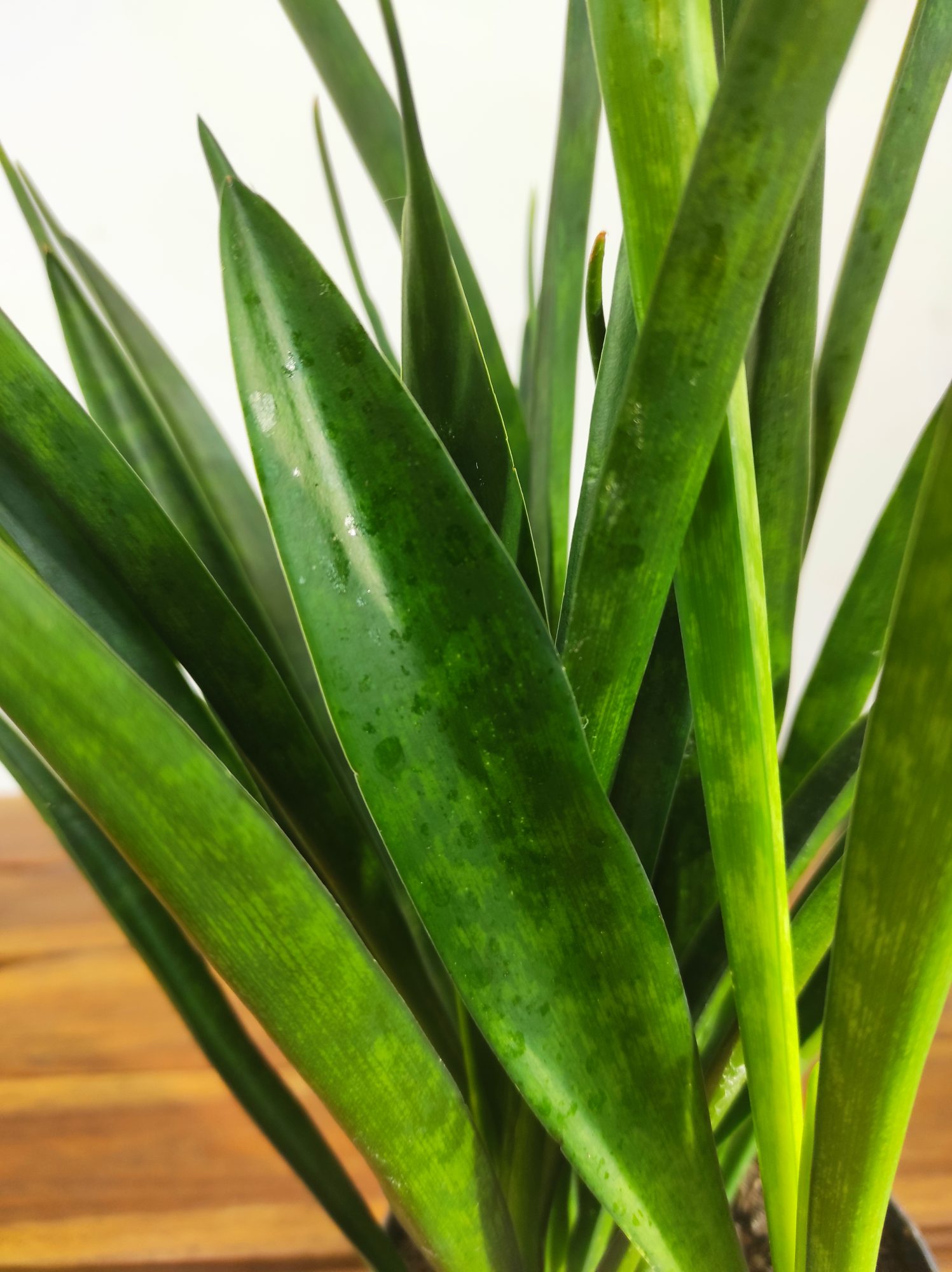 Sansevieria Kirkii 'Friends'