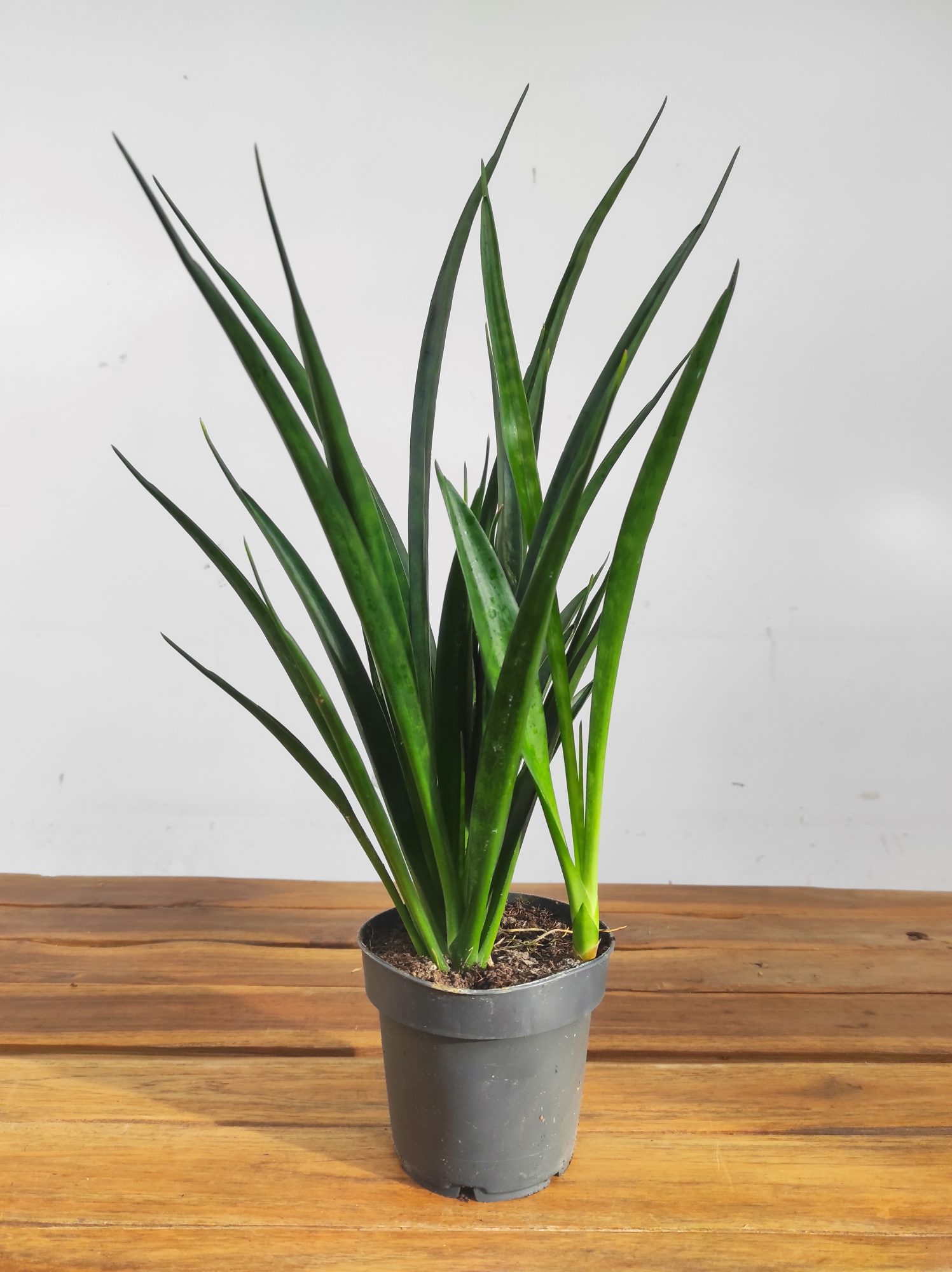 Sansevieria Kirkii 'Friends' - Image 2