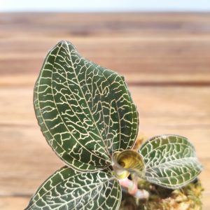 Anoectochilus Roxburghii 'Leopard' - V.5