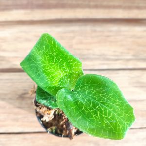Anoectochilus Roxburghii 'Green' - V.5