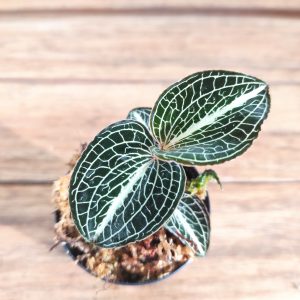 Anoectochillus Formosanus x Burmanicus - V.5