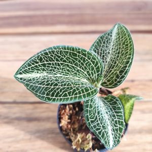 Anoectochillus Siamensis x Roxburghii  - V.5