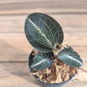 Anoectochilus Roxburghii - V.5