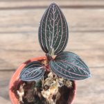 Anoectochilus 'Spiderman' - V.5