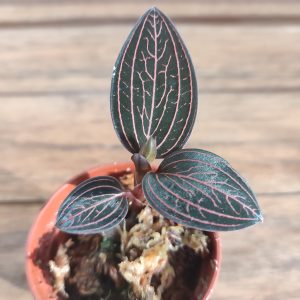 Anoectochilus 'Spiderman' - V.5