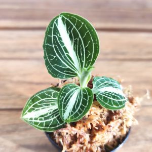 Anoectochilus Siamensis - V.5