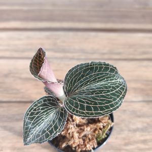 Anoectochilus Roxburghii 'Salmon Dream' - V.5