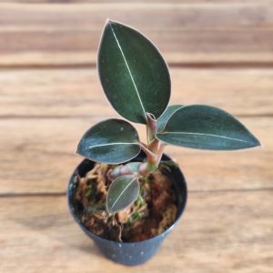 Ludisia Discolor 'Nigrescens' - V.5